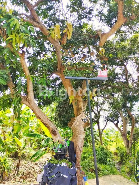 image TANAH EXCLUSIVE 1.183 M2 DI CANGGU - INVESTASI PREMIUM DI LOKASI UNGGUL (1)