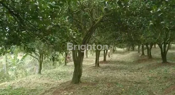 image KEBUN PRODUKTIF DI LOKASI STRATEGIS BELAKANG BATU LOVE GARDEN (BALOGA), MURAH, BU,  DI BUMIAJI BATU (1)