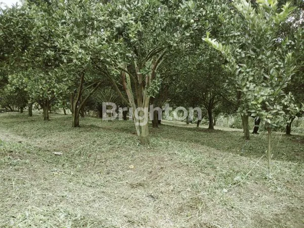 image KEBUN PRODUKTIF DI LOKASI STRATEGIS BELAKANG BATU LOVE GARDEN (BALOGA), MURAH, BU,  DI BUMIAJI BATU (3)