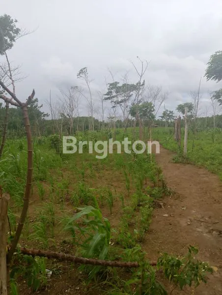image TANAH LUAS CIBALIUNG PANDEGLANG (5)