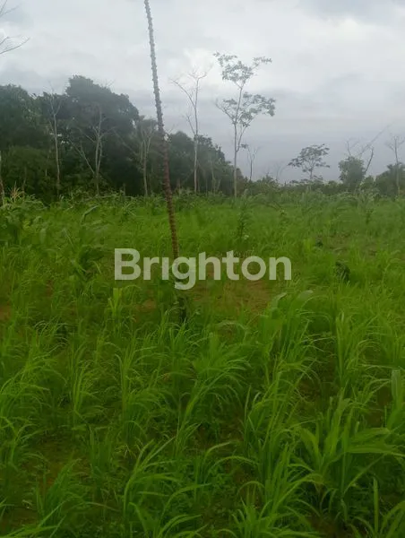 image TANAH LUAS CIBALIUNG PANDEGLANG (1)
