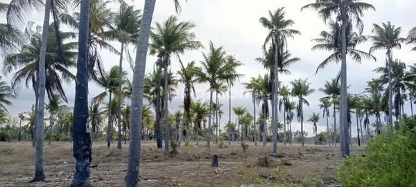 TANAH PANTAI LAIPORI SUMBA TIMUR 20.000M²