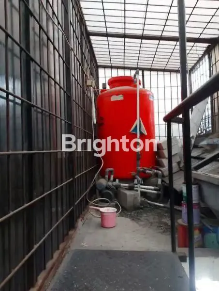 image GOLDEN PALM (6)