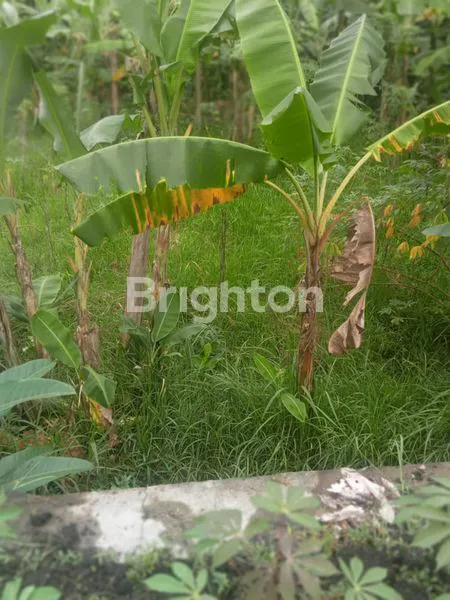 image TANAH KEBUN  1400 METER  PINGGIR JLN RAYA ARGOSARI  SEDAYU  BANTUL YOGYAKARTA (4)