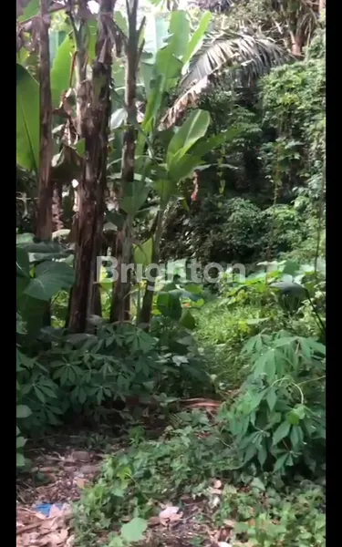 DI JUAL TANAH DI SEBATU TEGALALANG COCOK UNTUK.VILLA