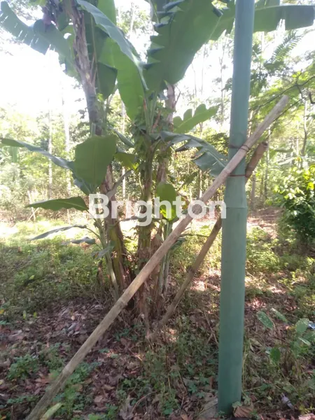 image TANAH DI SIWARAK UNGARAN LUAS 1700M2  (1)