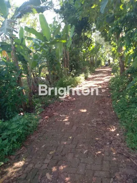 image TANAH DI SIWARAK UNGARAN LUAS 1700M2  (3)