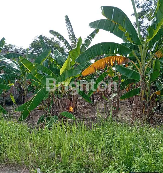 image TANAH STRATEGIS SHM UNTUK HUNIAN & USAHA (2)