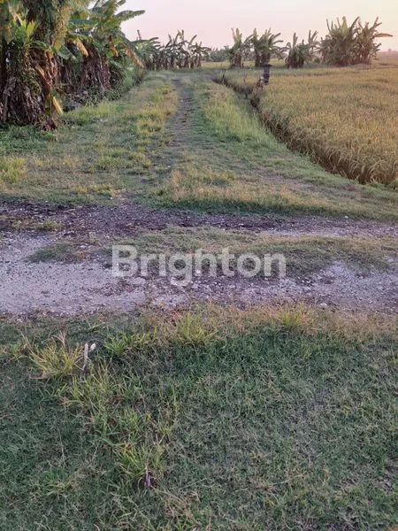 image TANAH 700M² DEKAT PANTAI PASUT TABANAN (2)