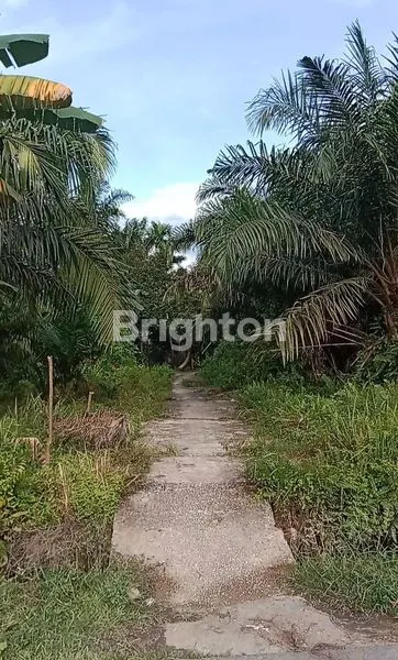 image TANAH KOMERSIAL 1562M² SHM DI JL. TUAH SAKATO (4)