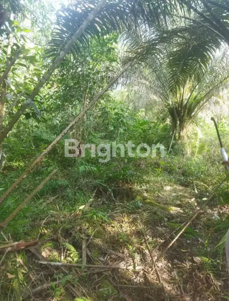 image DIJUAL TANAH 1 HEKTARE – LOKASI STRATEGIS PASIR PUTIH, PEKANBARU (4)