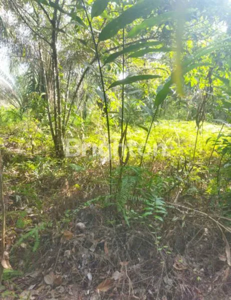 image DIJUAL TANAH 1 HEKTARE – LOKASI STRATEGIS PASIR PUTIH, PEKANBARU (3)