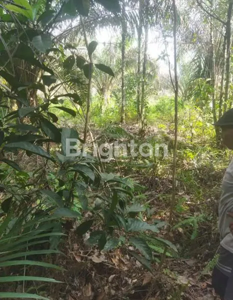 image DIJUAL TANAH 1 HEKTARE – LOKASI STRATEGIS PASIR PUTIH, PEKANBARU (5)