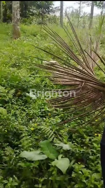 image TANAH DI MARGA TABANAN VIEW SUNGAI NATURAL SURROUNDING ,HIGH POTENTIAL (6)