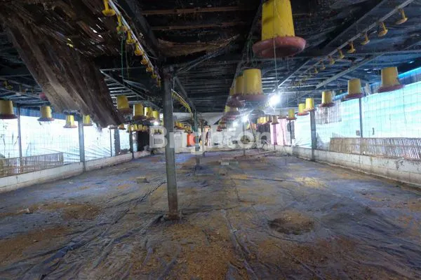 image KANDANG AYAM PEDAGING SIAP PAKAI KEDIRI (1)