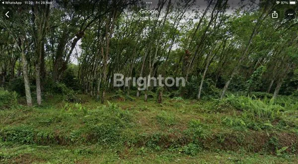 image INVESTASI TANAH PERKEBUNAN STRATEGIS MULAI DARI 100 JUTA/HA, DI MENGGALA, LAMPUNG (4)