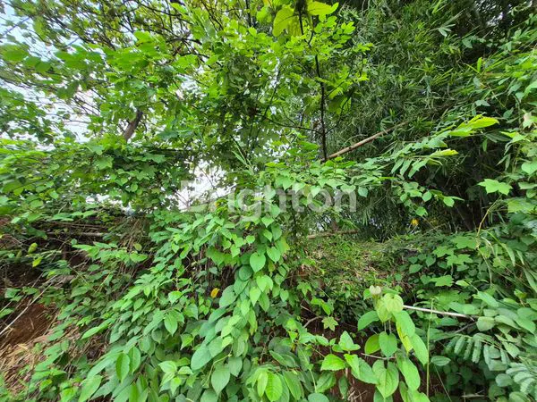 image TANAH LUAS DI CIGASONG MAJALENGKA (3)