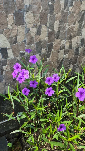 image GRAND SEMANGGI RESIDENCE MINIMALIS MODERN SURABAYA (7)