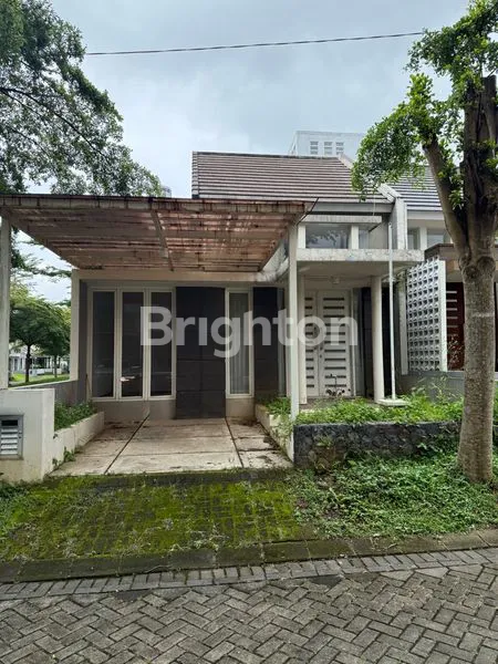 image BRASSIA HILL (3)