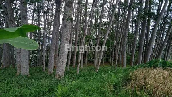 TANAH KERING BONUS POHON ALBASIA DAN FREE TANAH BEDA LOKASI-SUBANG