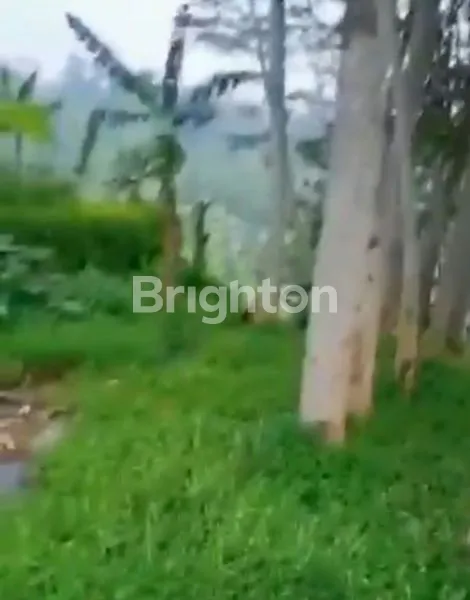 image TANAH KERING BONUS POHON ALBASIA DAN FREE TANAH BEDA LOKASI-SUBANG (3)