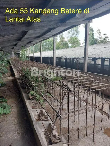 image INVESTASI KANDANG BABI LUAS, SHM & IJIN AKTIF (HARGA MSH NEGO) (3)
