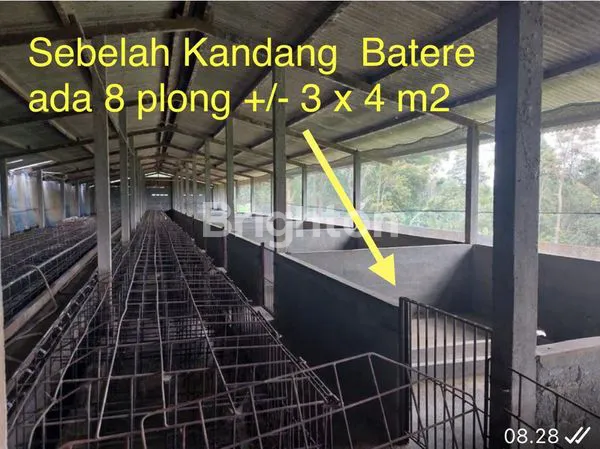 image INVESTASI KANDANG BABI LUAS, SHM & IJIN AKTIF (HARGA MSH NEGO) (2)