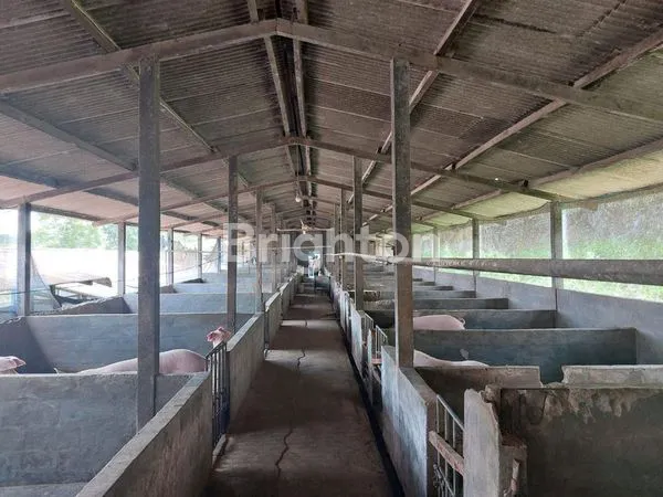 image INVESTASI KANDANG BABI LUAS, SHM & IJIN AKTIF (HARGA MSH NEGO) (4)