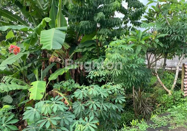 image DIJUAL TANAH DI NYITDAH 2 ARE  500 JUTA (2)