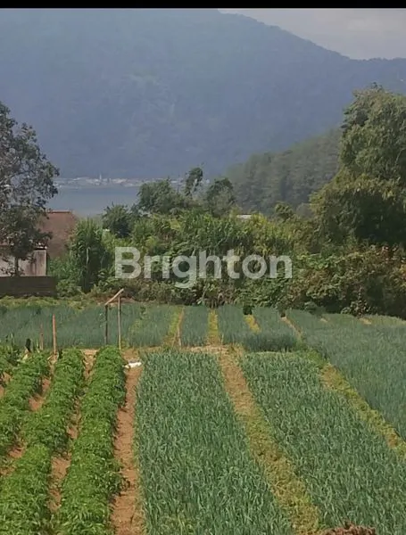 image DIJUAL TANAH DIBEDUGUL 90 JUTA 1 ARE (3)