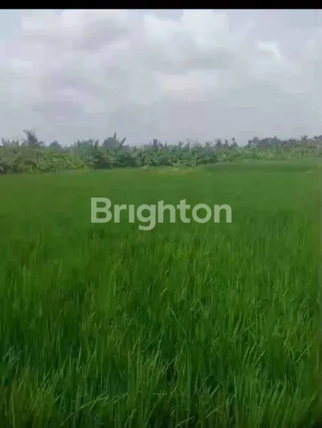 image DIJUAL TANAH DI PENATIH 20,5 ARE 85 JUTA PER ARE (3)