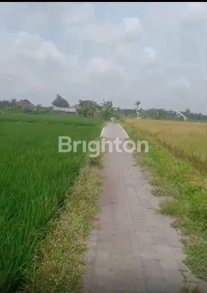 image DIJUAL TANAH DI PENATIH 20,5 ARE 85 JUTA PER ARE (2)