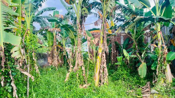 image INVESTASI TANAH SHM LOKASI TERBAIK LUMAJANG (6)