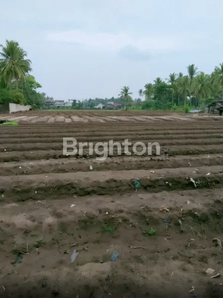 image TANAH 1,5 HA PINGGIR JALAN RAYA PANIMBANG DEKAT TOL SHM MURAH (4)