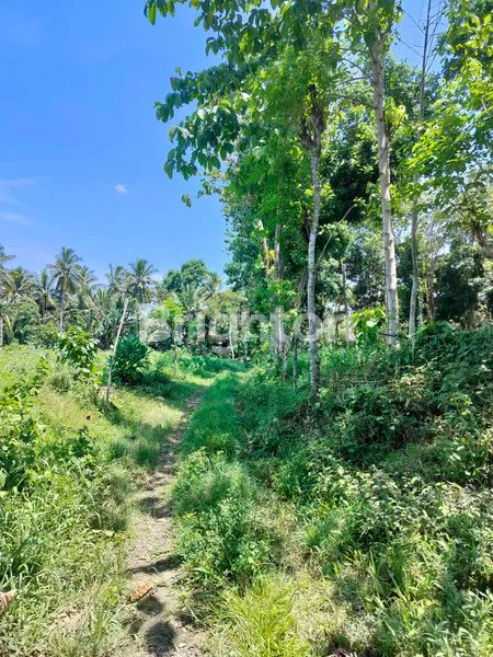 image TANAH KEBUN SHM DI GOMBENG KALIPURO BANYUWANGI  (4)