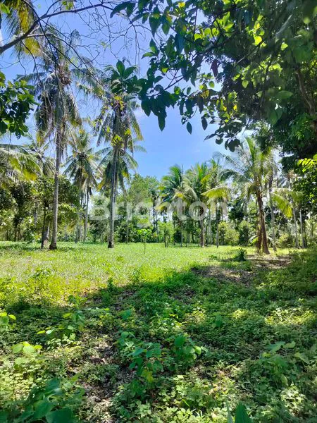 image TANAH KEBUN SHM DI GOMBENG KALIPURO BANYUWANGI  (2)