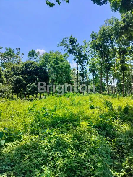 image TANAH KEBUN SHM DI GOMBENG KALIPURO BANYUWANGI  (6)