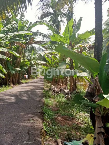 image KEBUN KELAPA BERBUAH LEBAT (3)