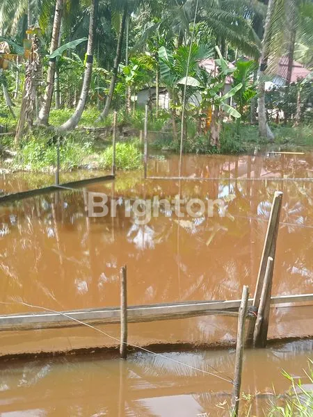 image KEBUN KELAPA BERBUAH LEBAT (2)