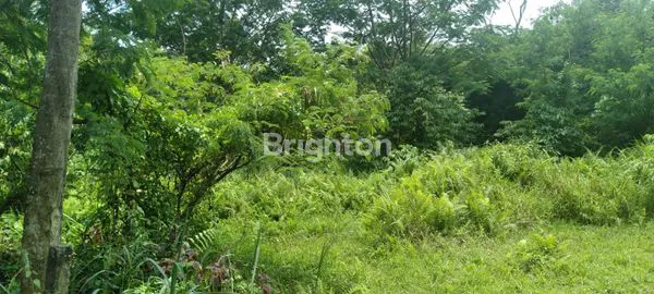 image TANAH STRATEGIS DITENGAH KOTA BOGOR (3)