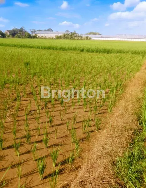 image TANAH SHM 2460M² DI SUKOHARJO, DEKAT PABRIK & PERKANTORAN (4)