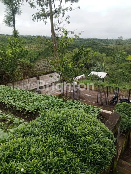 image DI JUAL CEPAT VILLA PLUS PERKEBUNAN  (3)