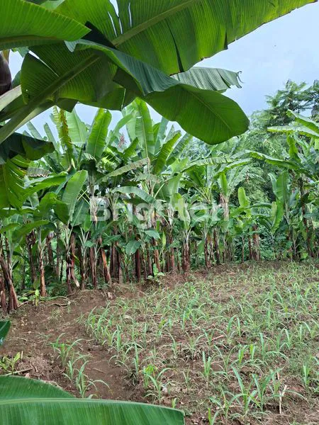 image TANAH LUAS SIAP BANGUN - PASREPAN, PASURUAN (4)