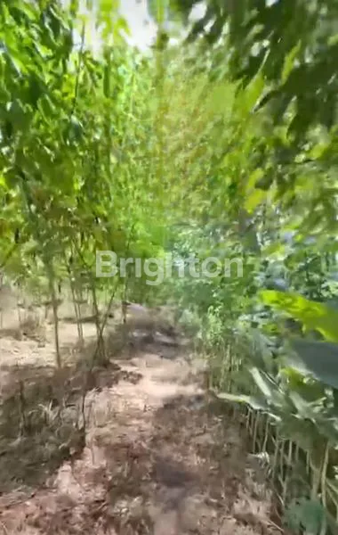 image TANAH DI PINGGIR JALAN UTAMA  KARAWANG-BOGOR KAB. BEKASI (4)