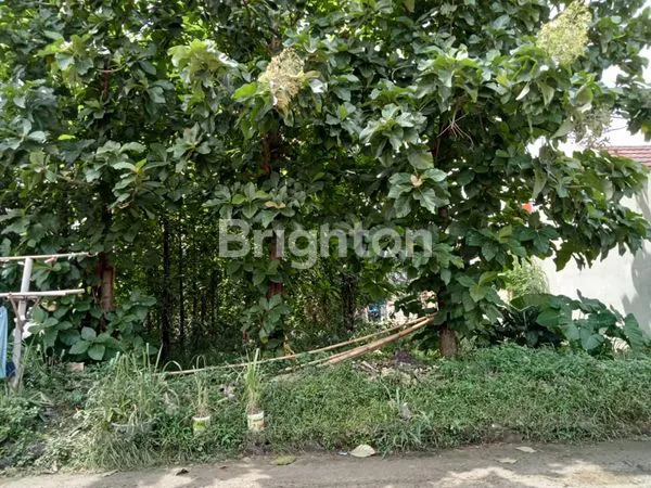 image TANAH BONUS POHON JATI MATENG DI NANGGEWER CIBINONG BOGOR (7)