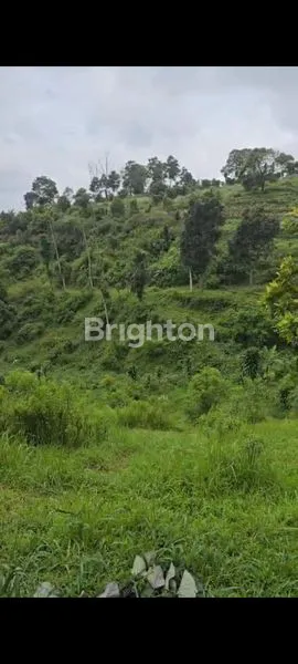 image DI JUAL LAHAN SENTUL CINJERUK (2)