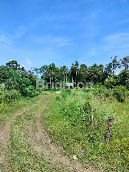 image TANAH KAVLING SHM DI DESA GLAGAH, BANYUWANGI  (4)