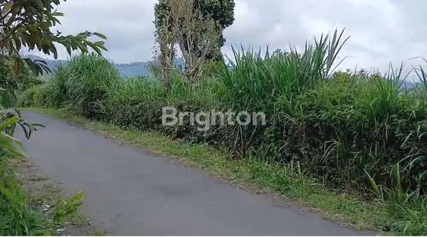 image SPEKTAKULER VIEW GUNUNG BATUR DI KINTAMANI PLOT KECIL. (3)