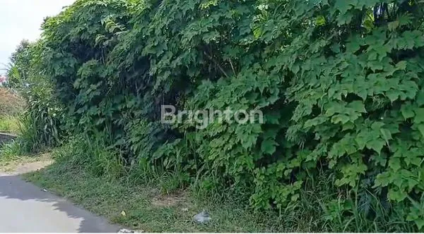 image SPEKTAKULER VIEW GUNUNG BATUR DI KINTAMANI PLOT KECIL. (6)