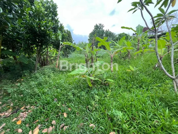 image TANAH STRATEGIS 5 ARE DI DALUNG, COCOK UNTUK INVESTASI JANGKA PANJANG (2)